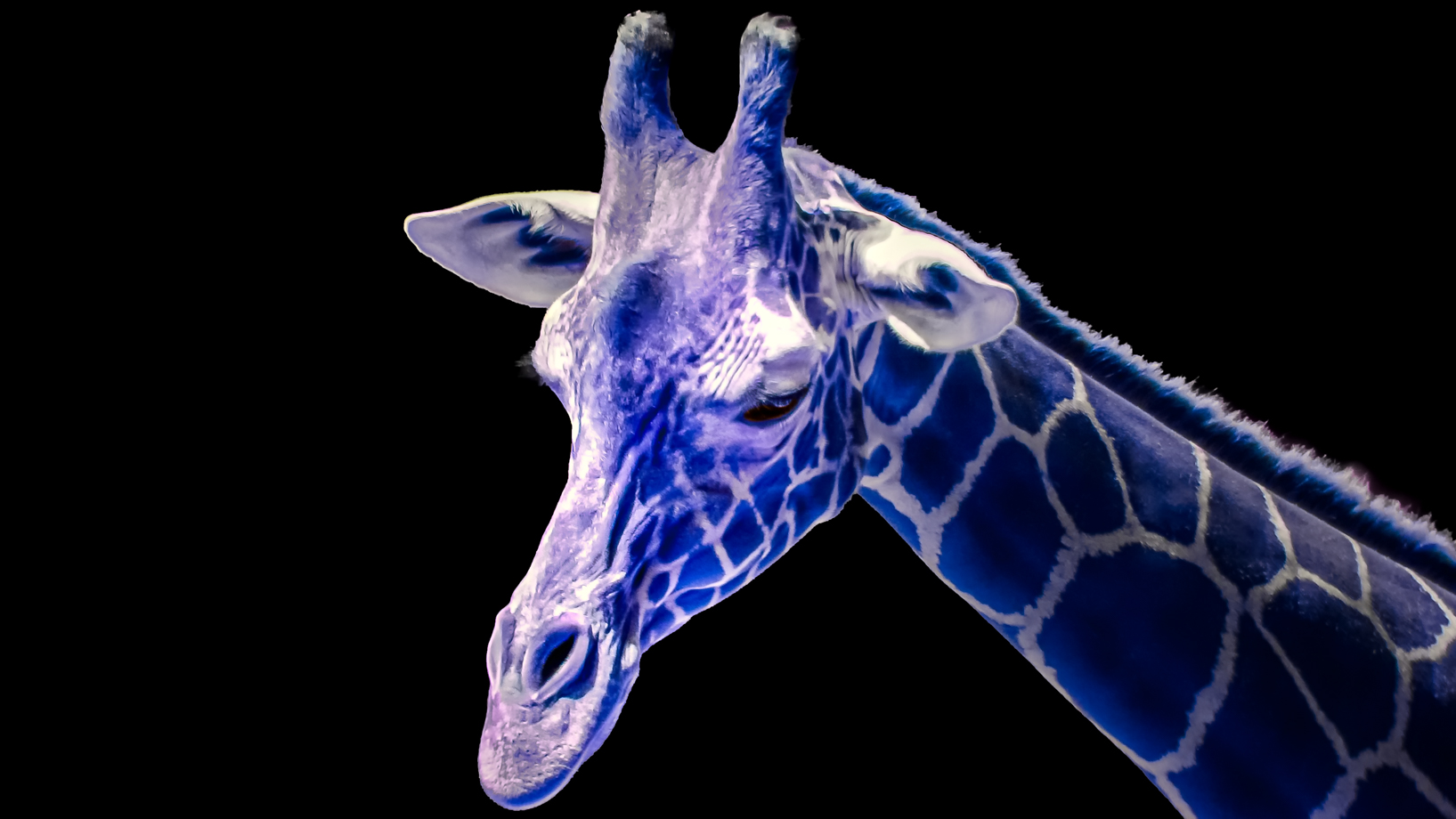 Blue Iris, Blue Giraffe