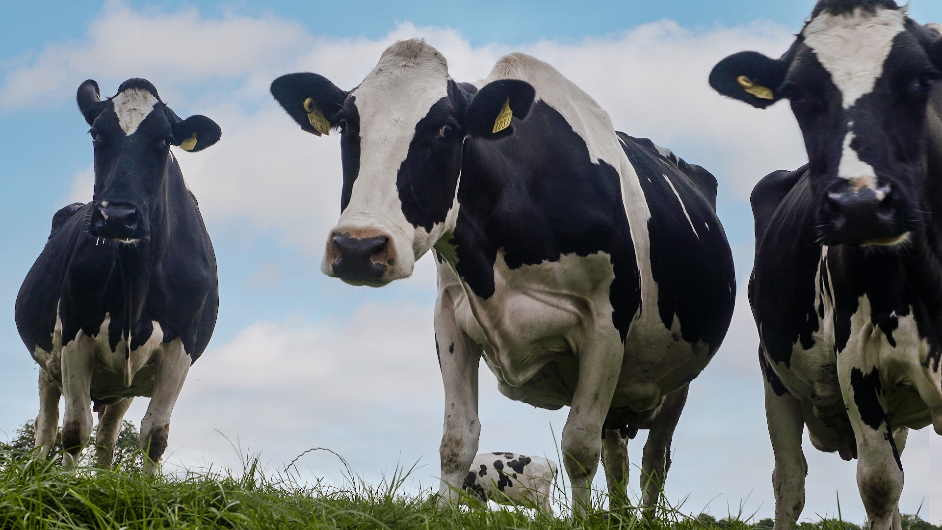 Large Dairy Herd Management 3Rd Edition Pdf at Thomas Auld blog