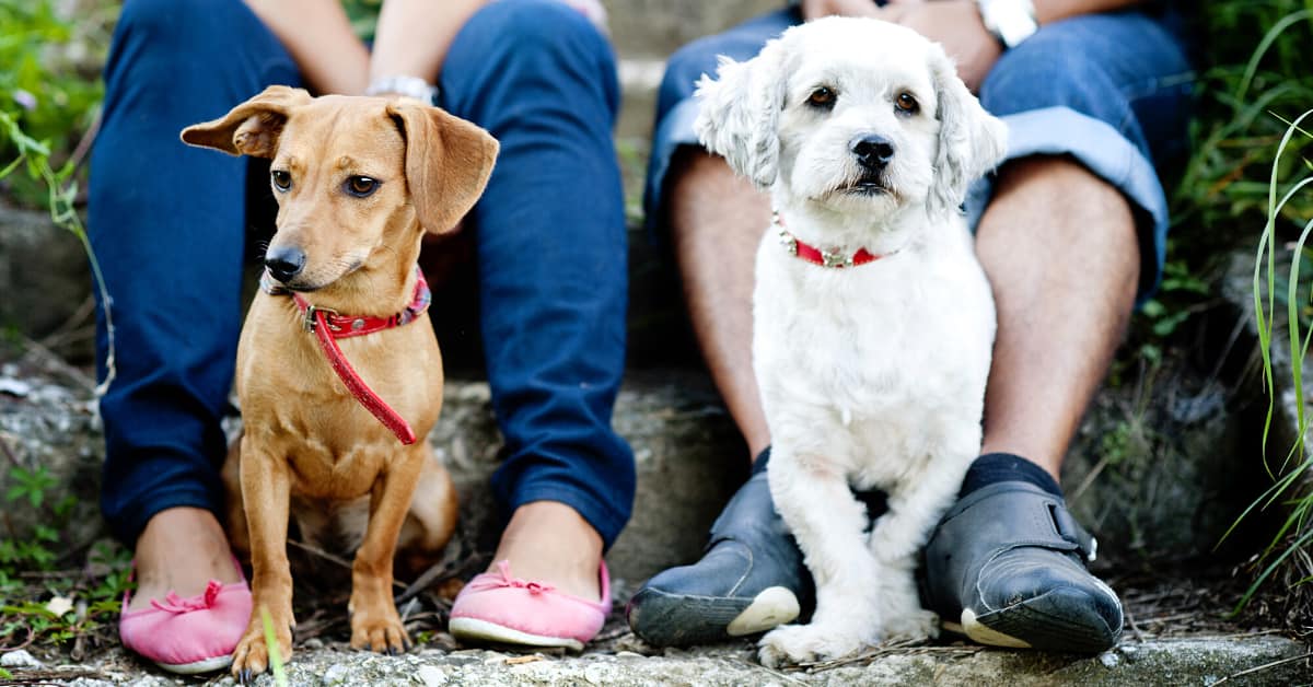 Pet Custody Laws In NJ Delana & Bosch Family Law Firm NJ