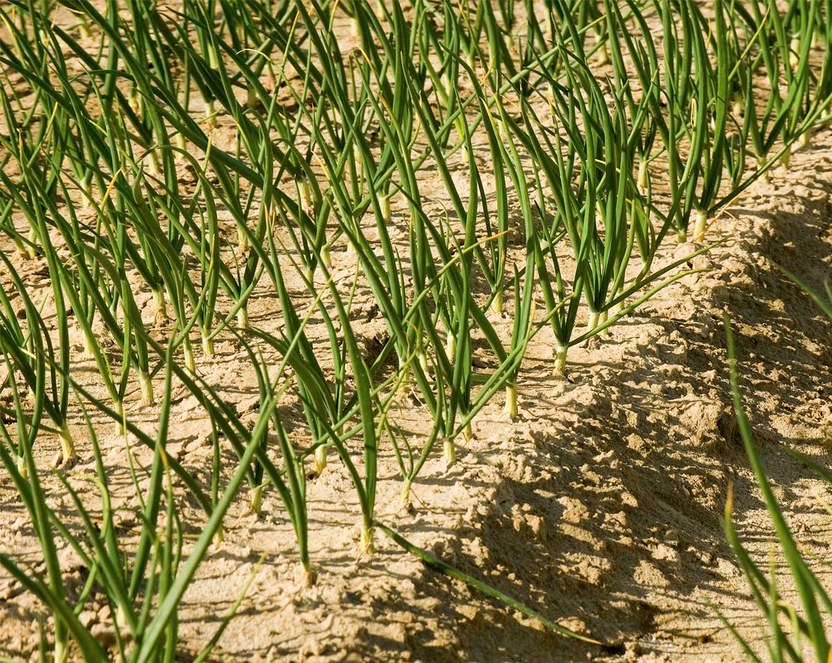 Quality Dalena Farms Inc.