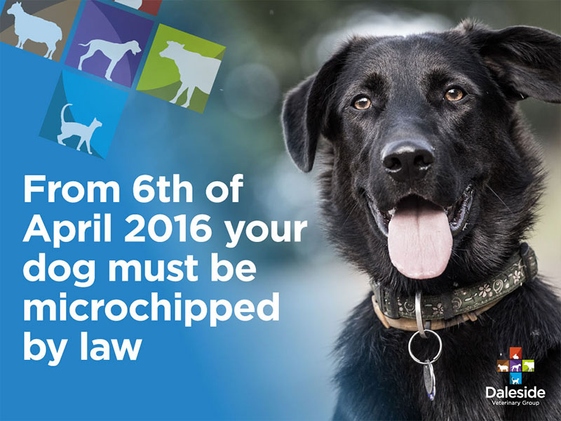 Do Breeders Have To Microchip Puppies