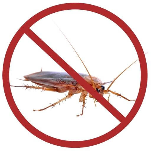 Pest Control Brisbane Dales Pest Control 1 Local Pest Removal Company