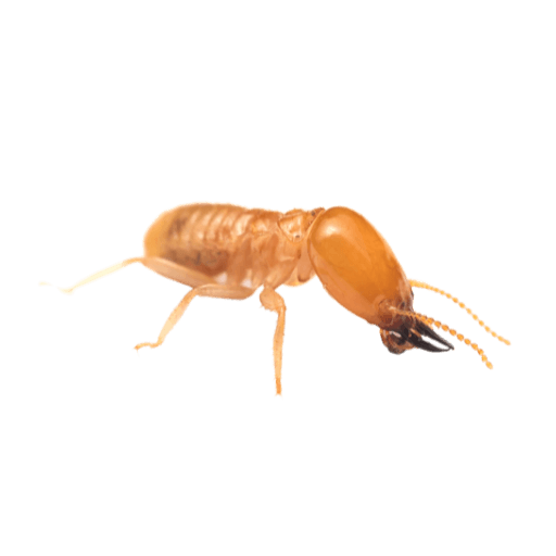 Pest Control Services In Brisbane, Dales Pest Control