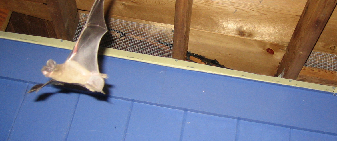 Attic Animal Pest Dallas, Wildlife Control in Texas