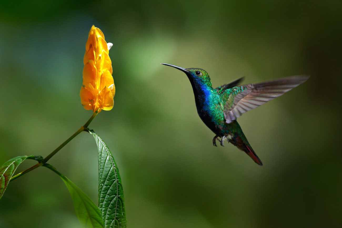 Sightings of Migrating Hummingbirds Amaze Texans Dallas Express