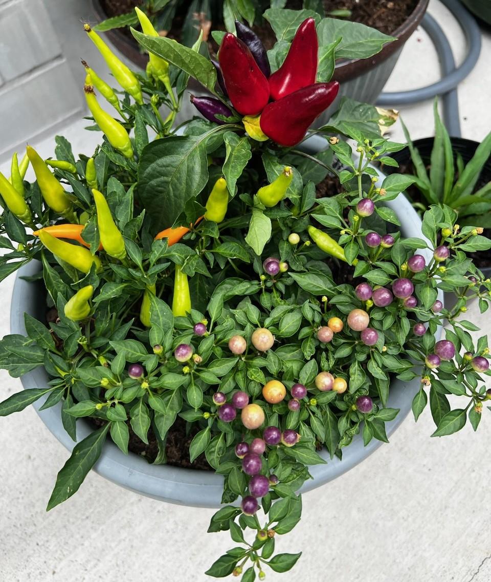 Ornamental Peppers at Raincatcher’s Garden Plant Sale DALLAS GARDEN BUZZ
