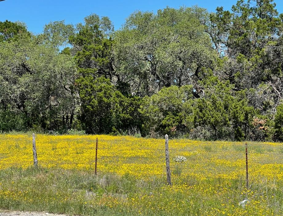 National Wildflower Week DALLAS GARDEN BUZZ