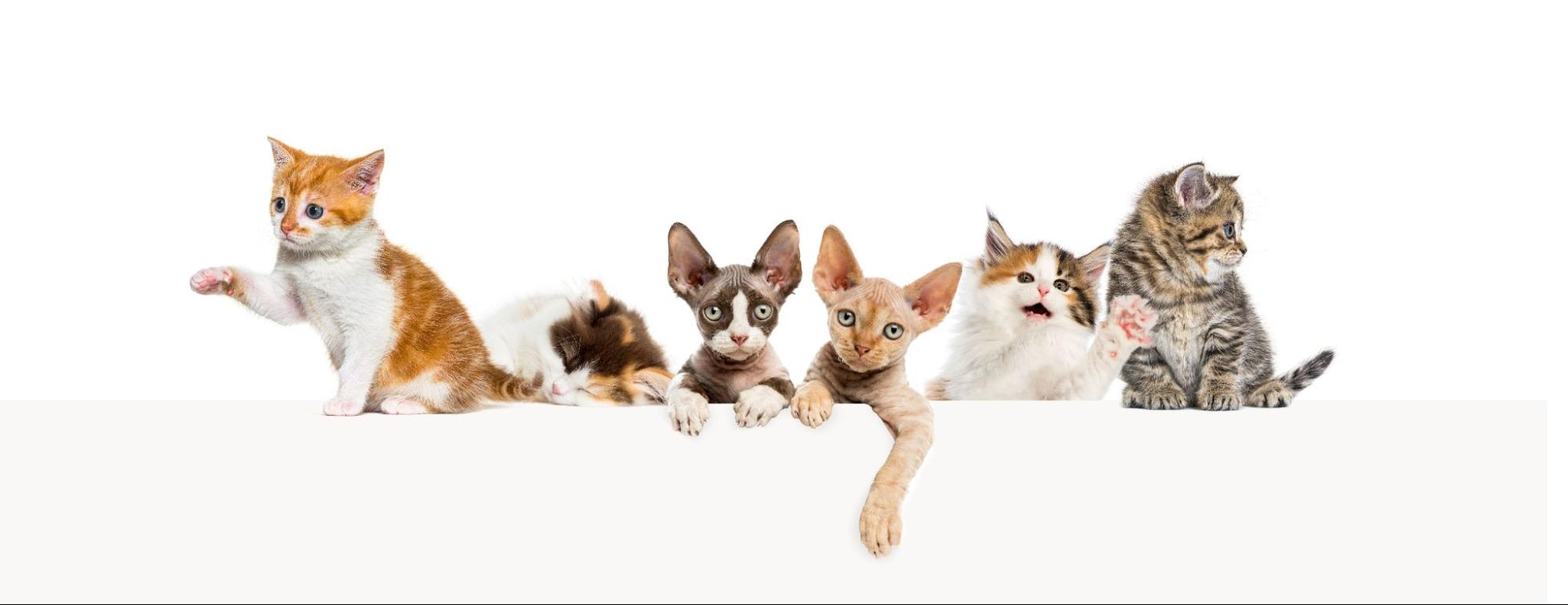Understanding Your Cat's Coat Grooming Cats With Different Fur Types