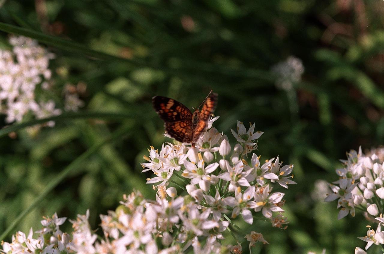 Plant these four coldtolerant herbs now Gardening Dallas News