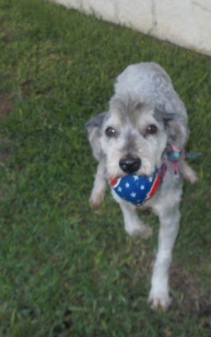 Pets of the Week Mesquite Animal Shelter and Adoption