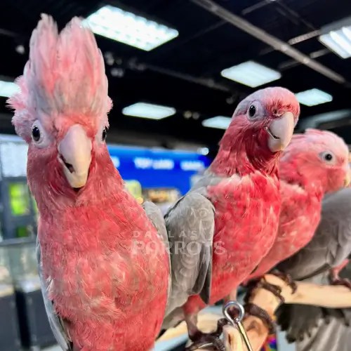 All You Need to Know About RoseBreasted Cockatoos Dallas Parrots