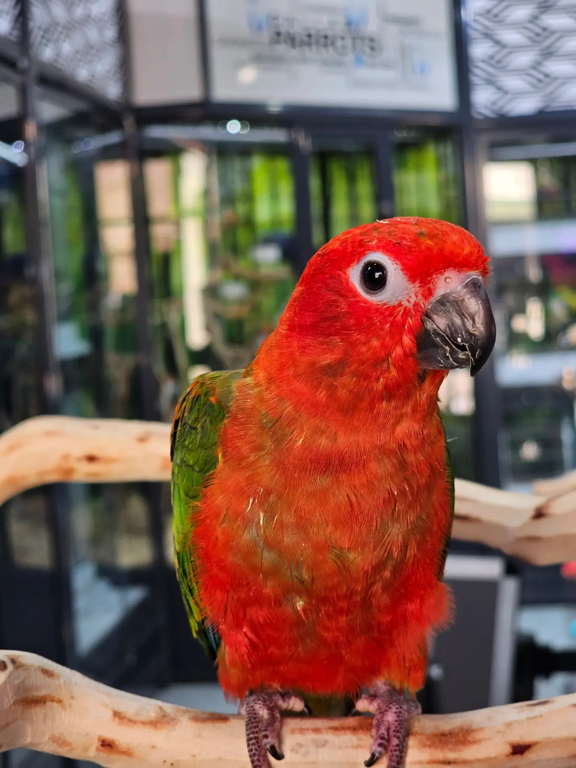 Sun Conure Red Factor Dallas Parrots