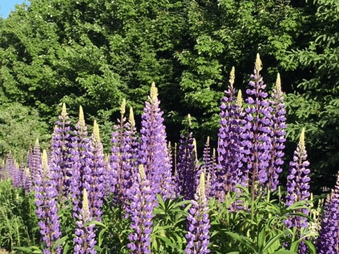 Explore the Area Town of Dallas Plantation, Rangeley Lakes Area, Maine