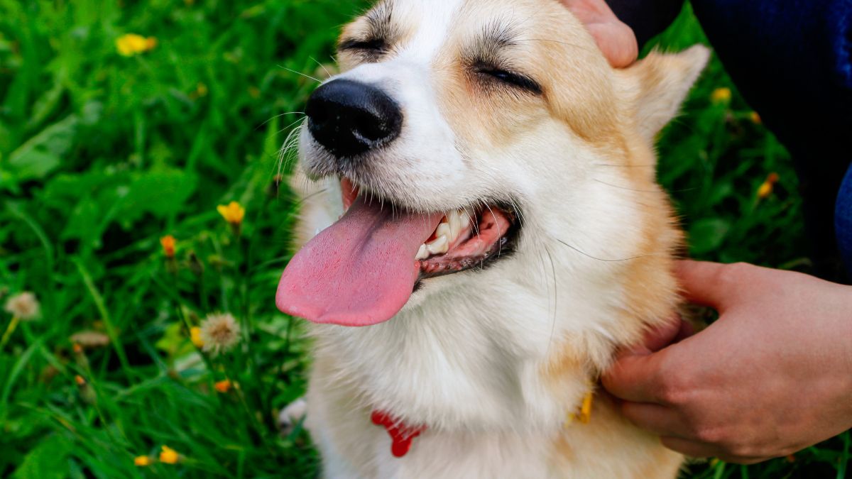 25 Signs Your Dog Is Trying to Tell You Something Dallas Single (Mom