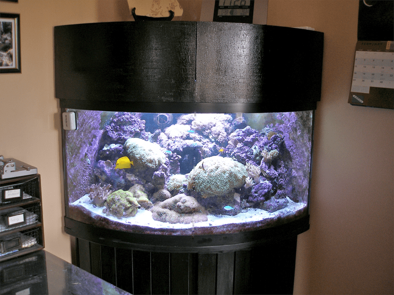 Corner Reef Tank 92g