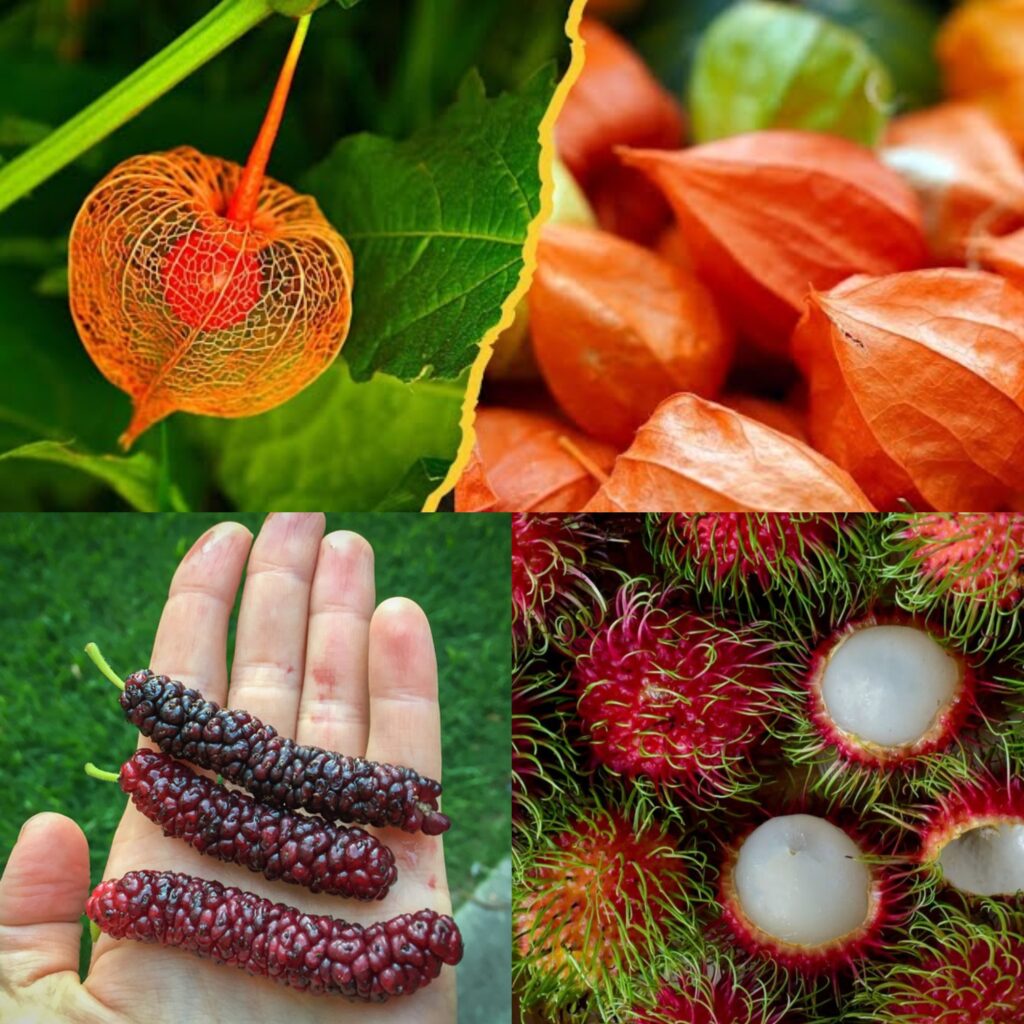 Rare Fruits You Won’t Believe Actually Exist! dalmaportal(04)