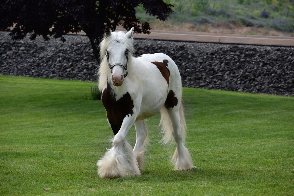 Dalosto Farms, LLC Purebred Friesian and Gypsy horses along with