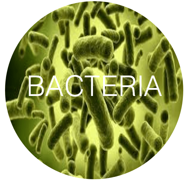 Bacteria  DALTON Heating & Cooling