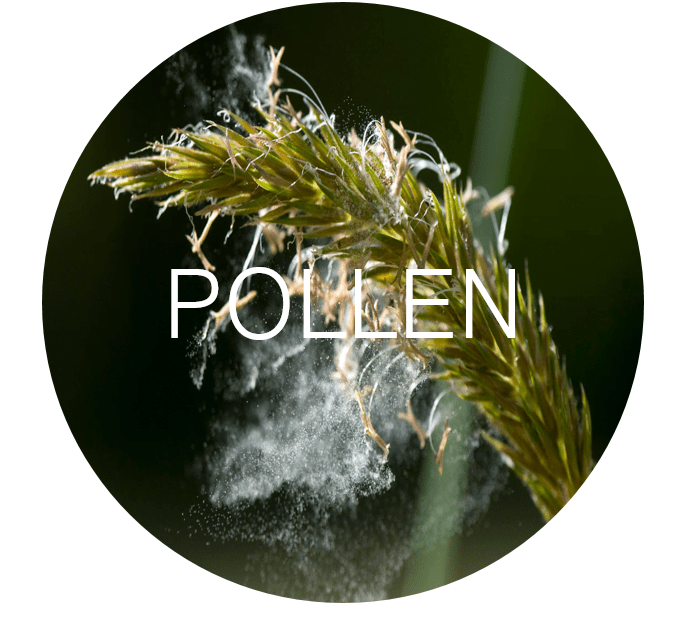 Pollen  DALTON Heating & Cooling