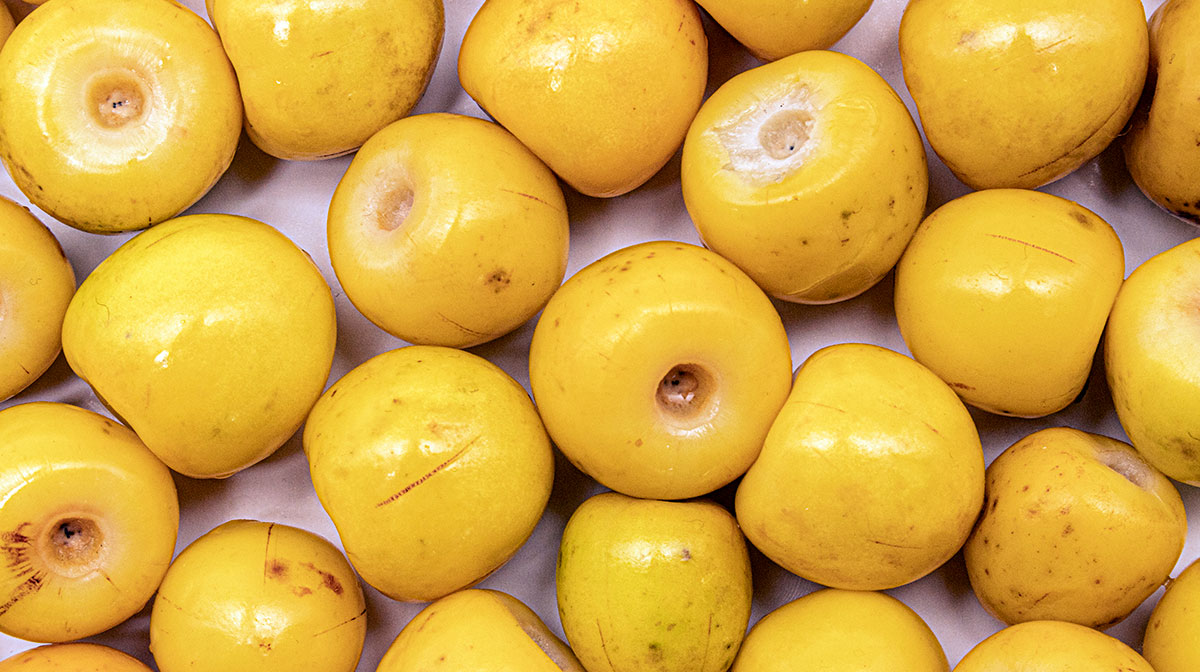 Nanche descubre los beneficios de esta fruta de origen prehispánico