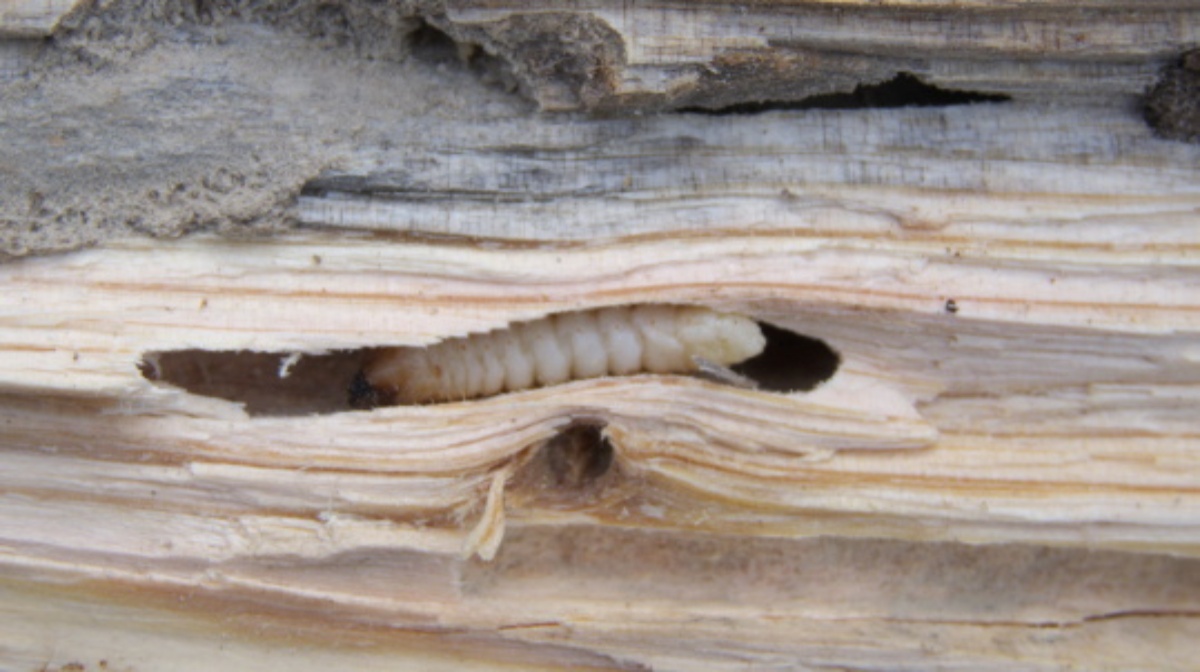 Cómo identificar la antes de que acabe con tus muebles