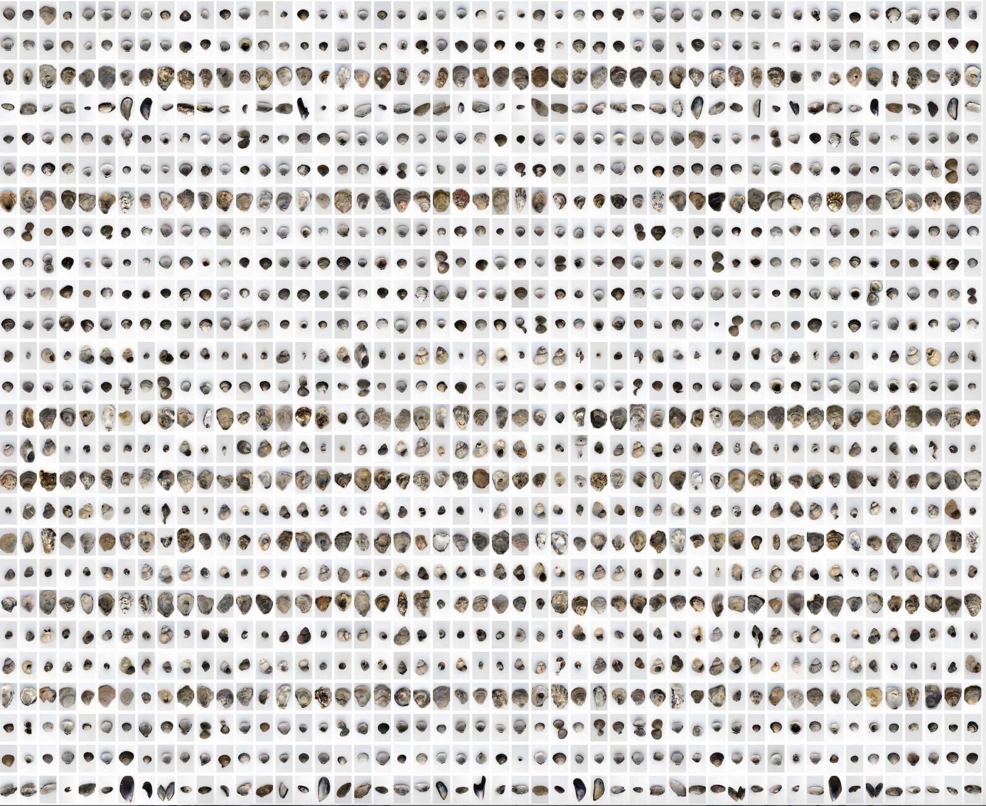 The Shell Record by Anna Ridler DAM MUSEUM