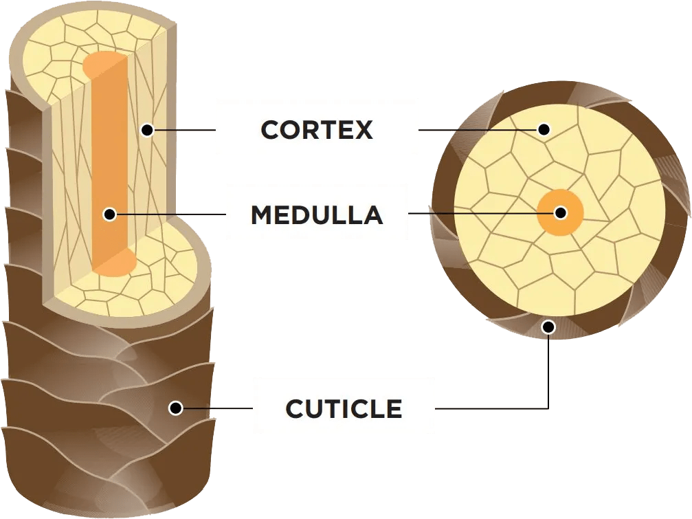 Signs of hair damage Damage Undo Better than before