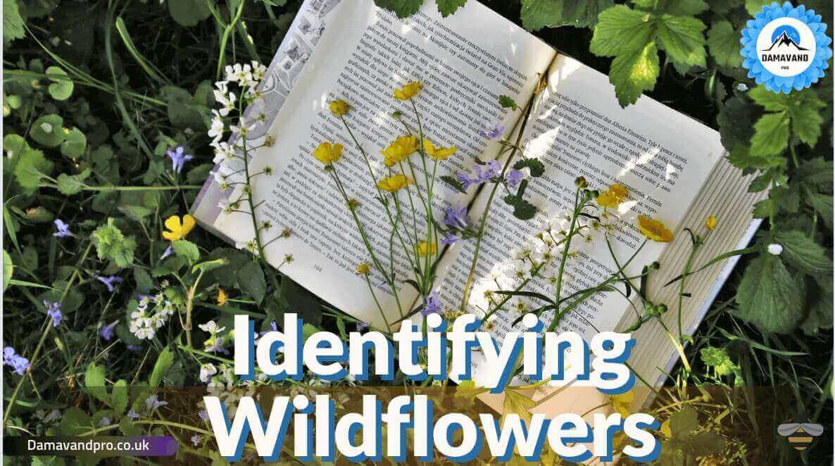 Identifying Wildflowers Tips and Tricks for Beginners