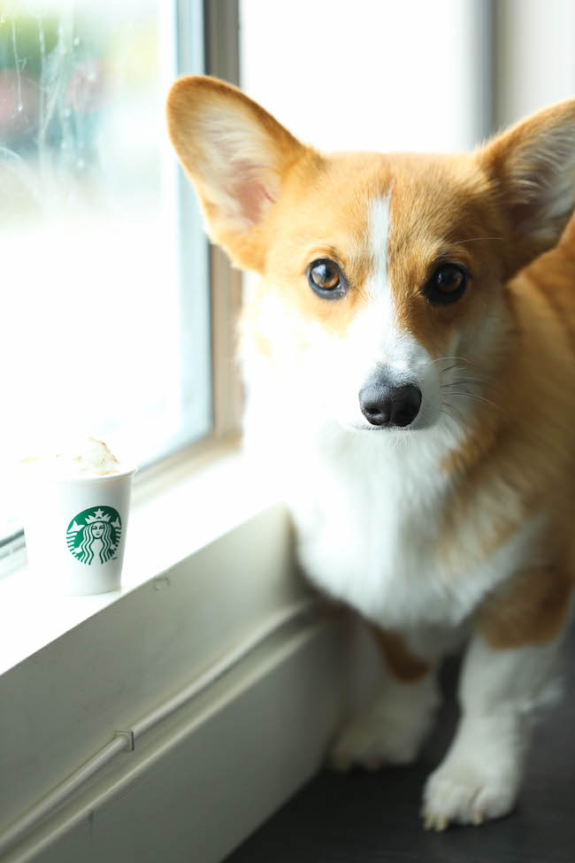 Healthy Pumpkin Puppuccinos Damn Delicious
