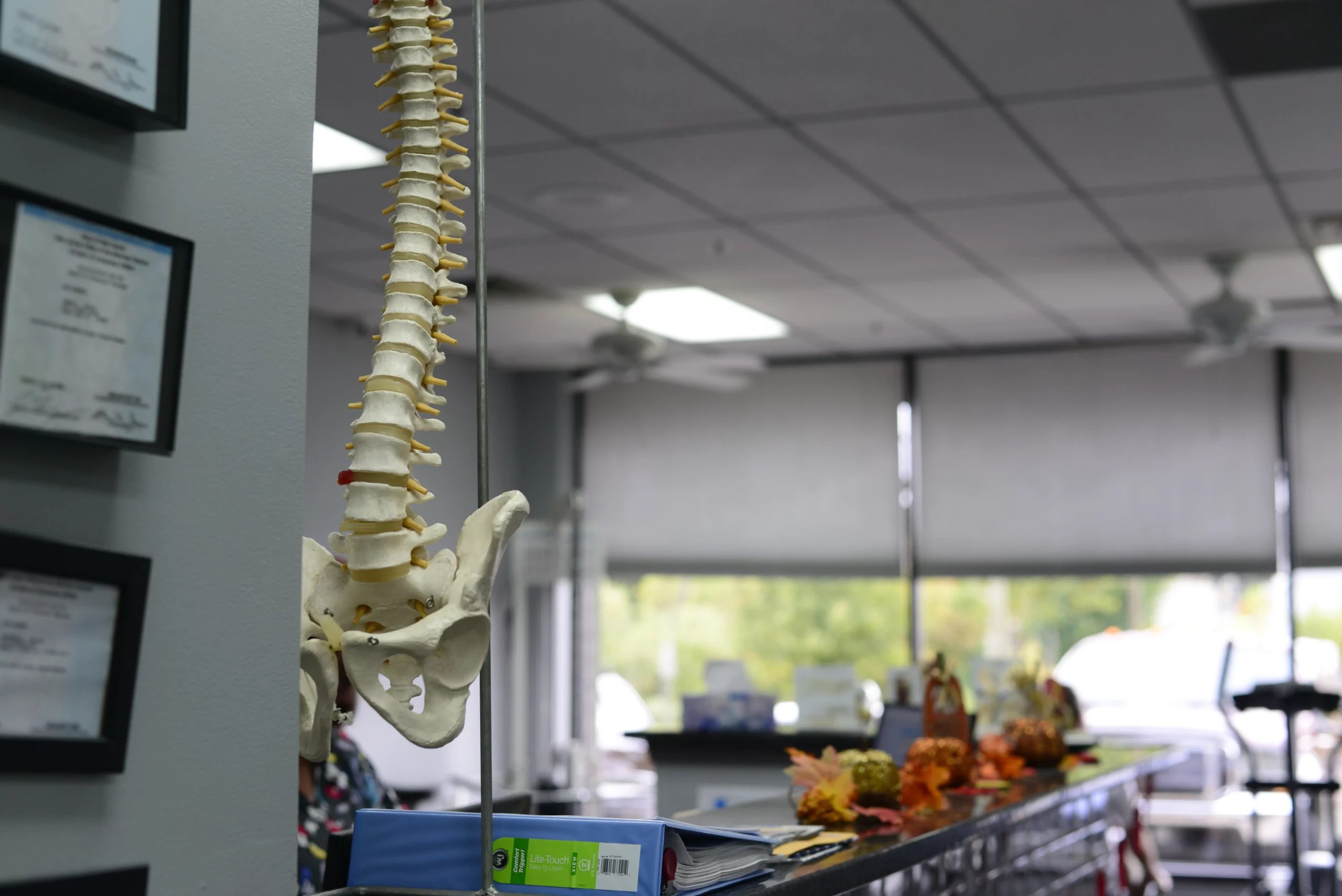 Back Pain in Lafayette Damon Physical Therapy