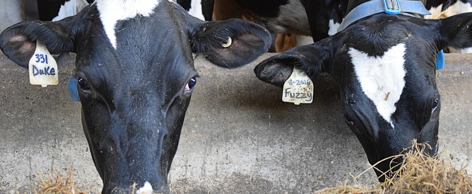 The Amazing Dairy Cow Dan & Debbies Creamery