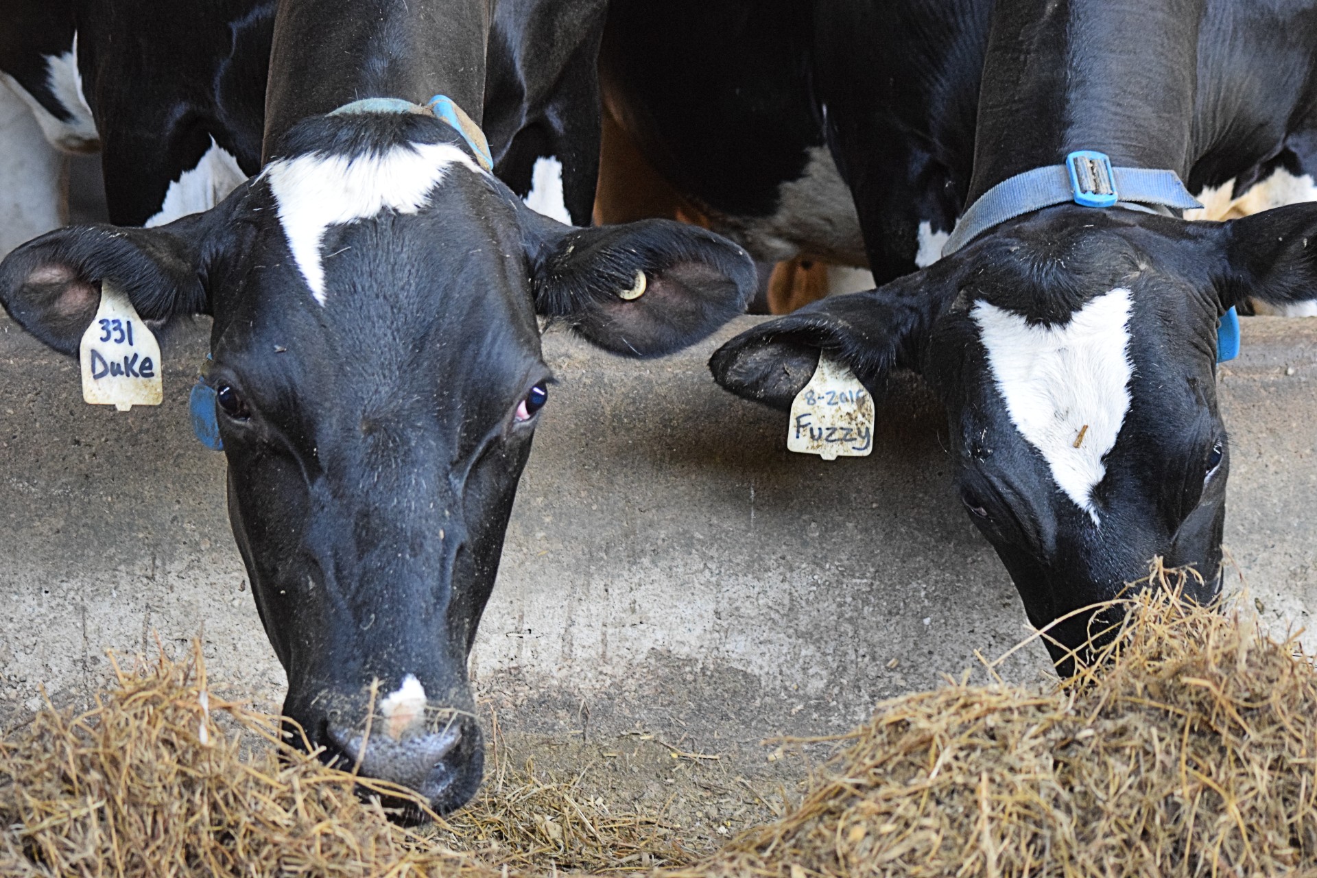 The Amazing Dairy Cow Dan & Debbies Creamery