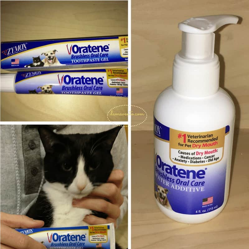 Can Dogs Have Dry Mouth