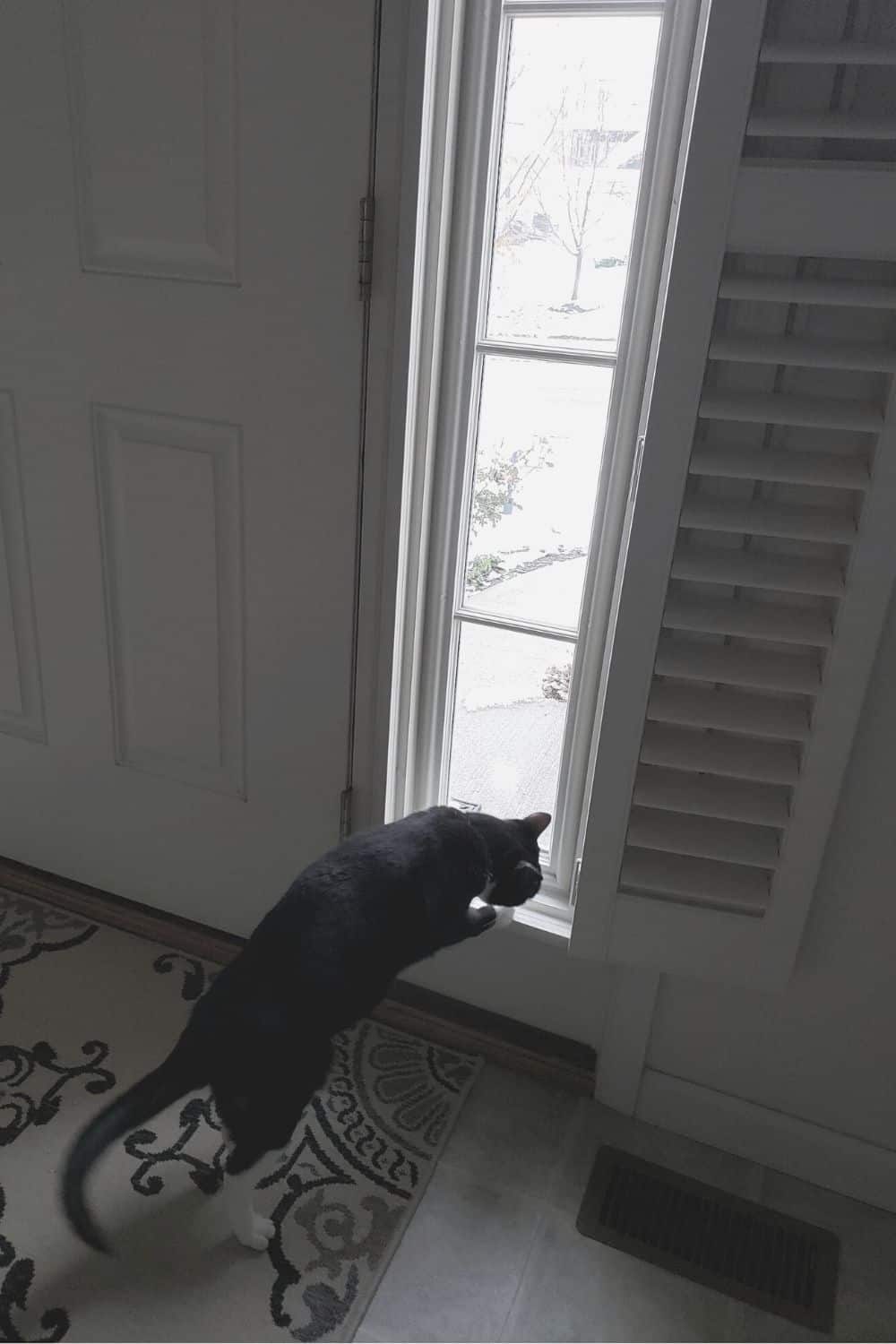 1 Best Sidelight Window Treatments For Pets and Privacy!