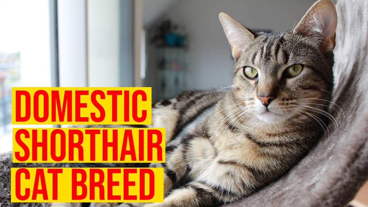 Domestic Shorthair Cat Breeds Interesting Facts/ All Cats Danbi Lovers