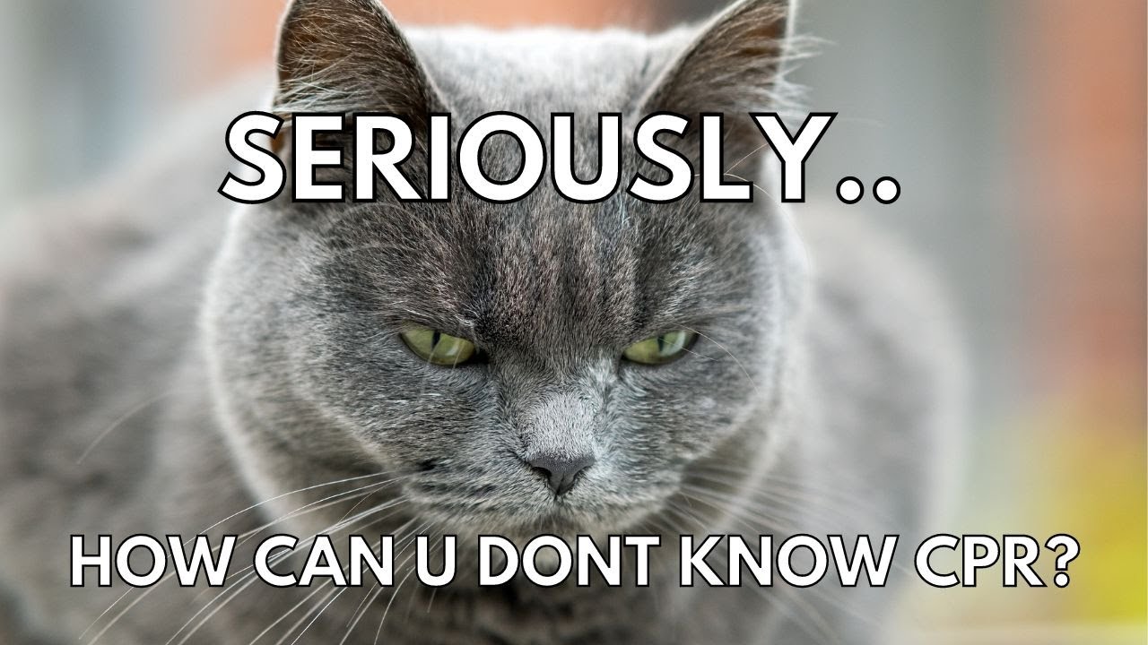 How to perform CPR for Cats and Kittens Cat Facts Danbi Lovers