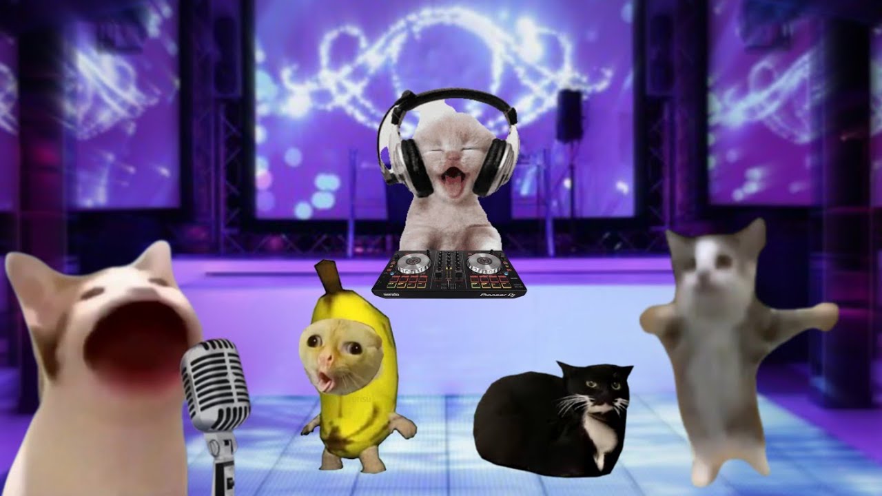 Banana cat and Happy cat videos happycats bananacat Danbi Lovers