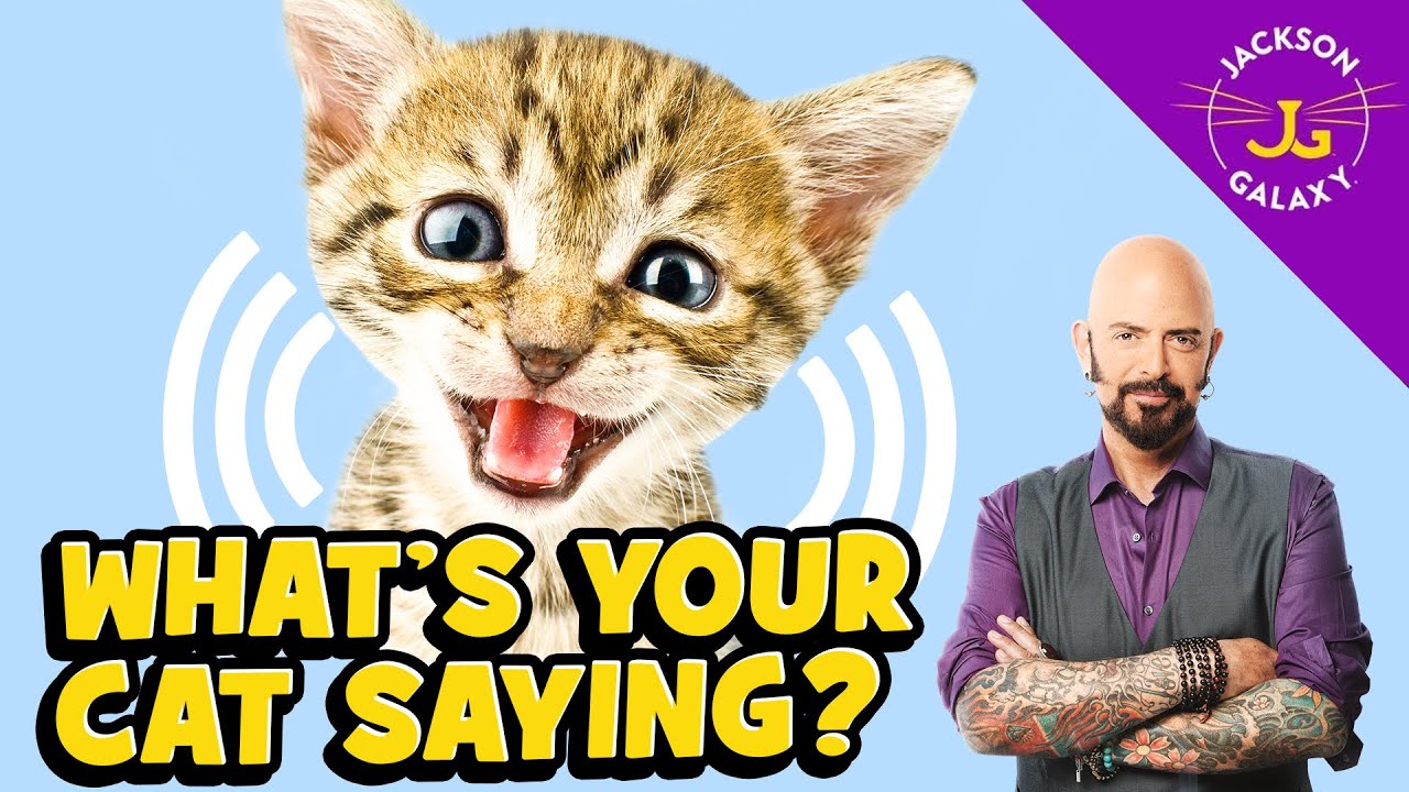 Cat Vocalizations and What They Mean Danbi Lovers