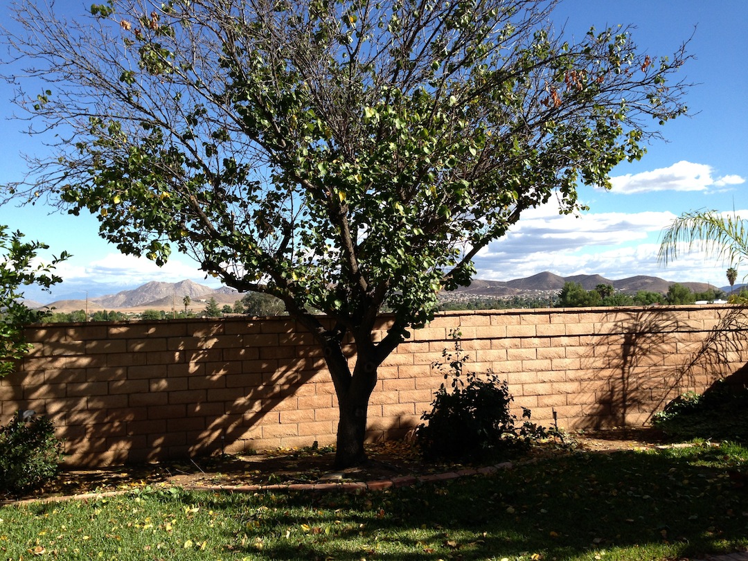 Sun City House for RENT!