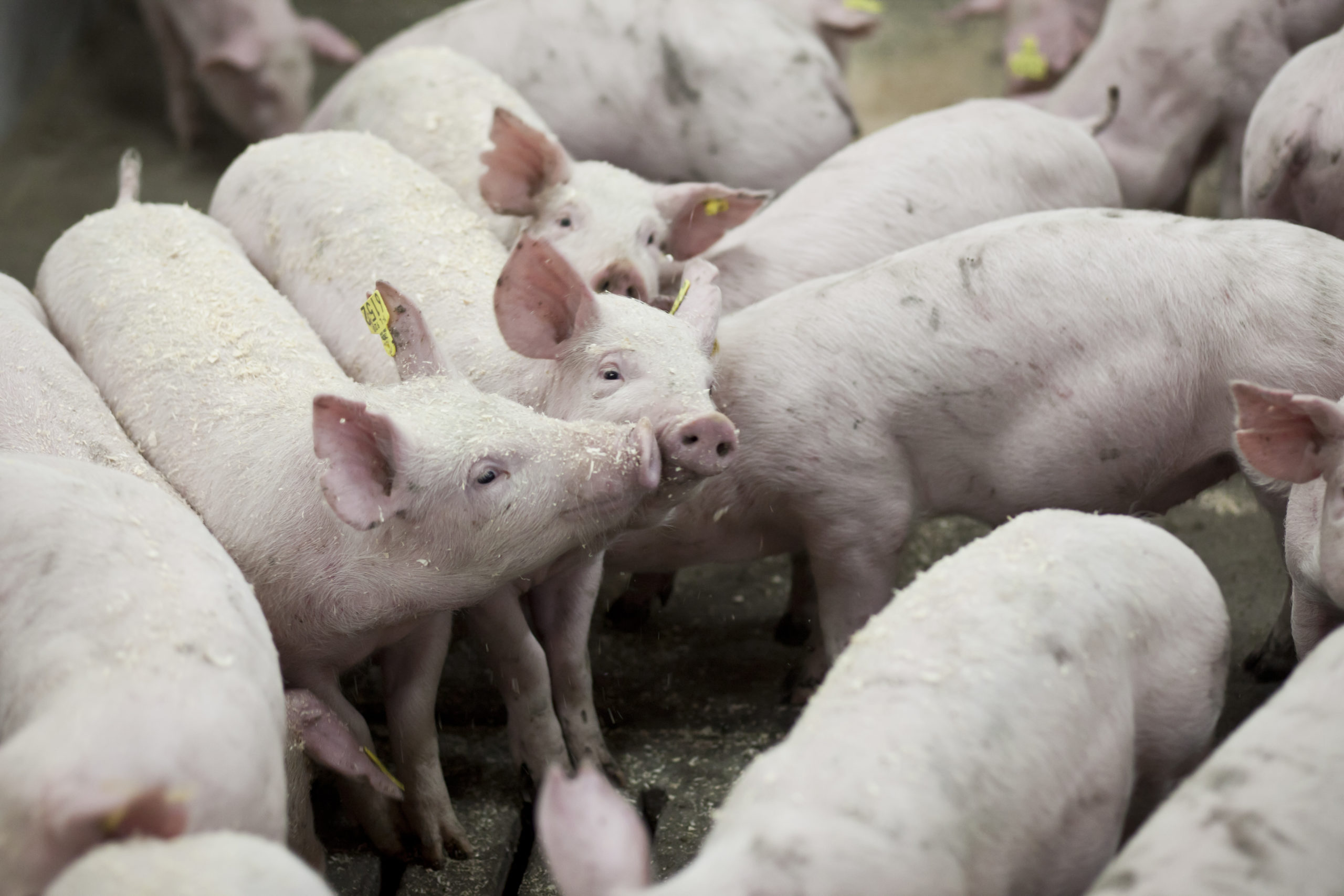 The future of slaughter pigs looks increasingly productive News