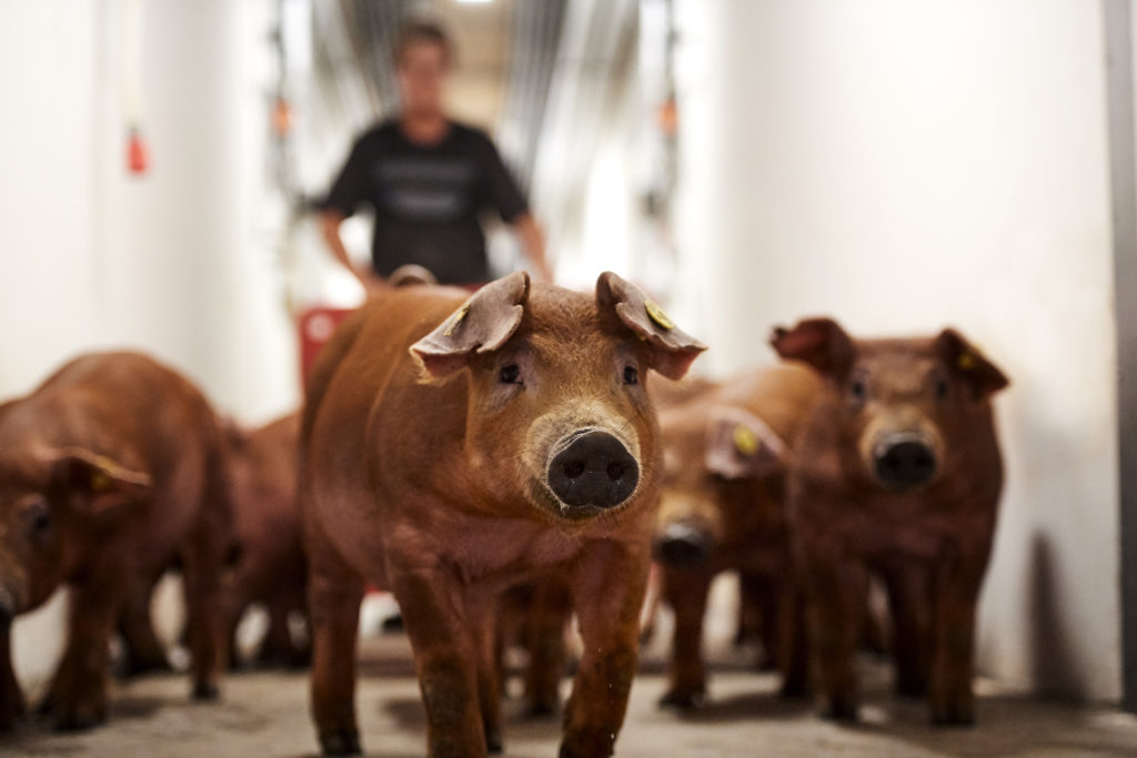 Large litters and an improvement in finisher pig results News