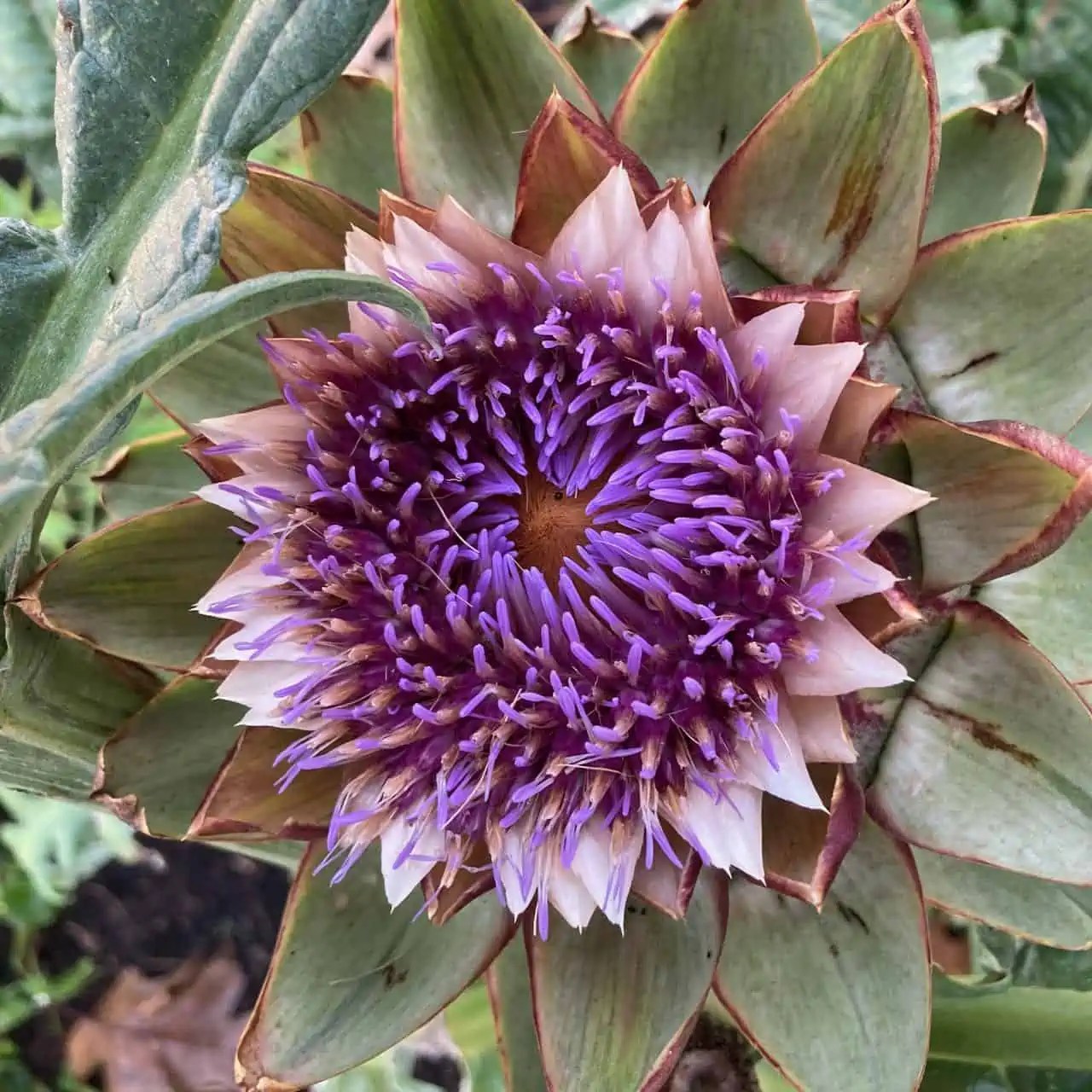 Embracing 2023 with Artichoke Blooms Dan Brisebois