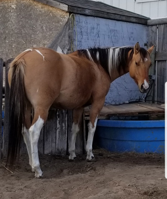 quarter horse mares bred for cutting and western pleasure