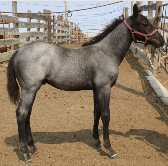 Dancey Quarter HorsesStanding Studs, palomino,buckskin,grullo