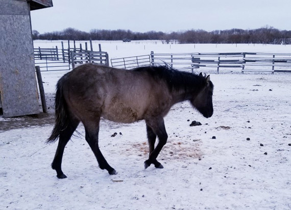quarter horse mares bred for cutting and western pleasure