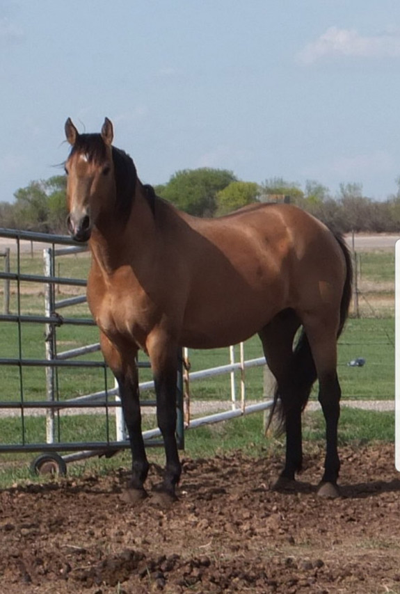 Dancey Quarter HorsesStanding Studs, palomino,buckskin,grullo