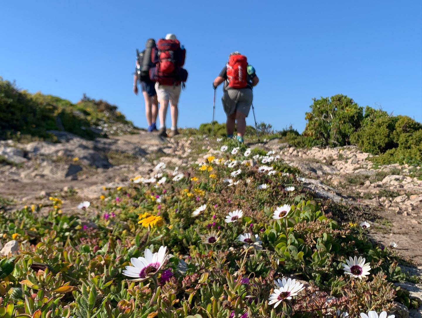 Flower Power dancingthroughchaos