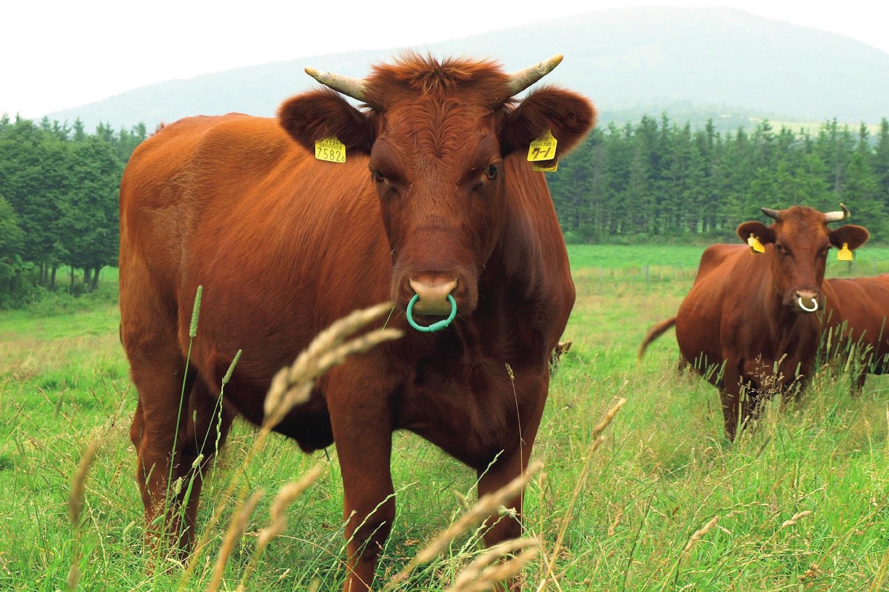 ウシ／牛／うし - 語源由来辞典 牛肉は牛の肉なんだ｜牛を食べるということ① | 牛を食べるということ。 | 【公式】Dancyu (ダンチュウ)