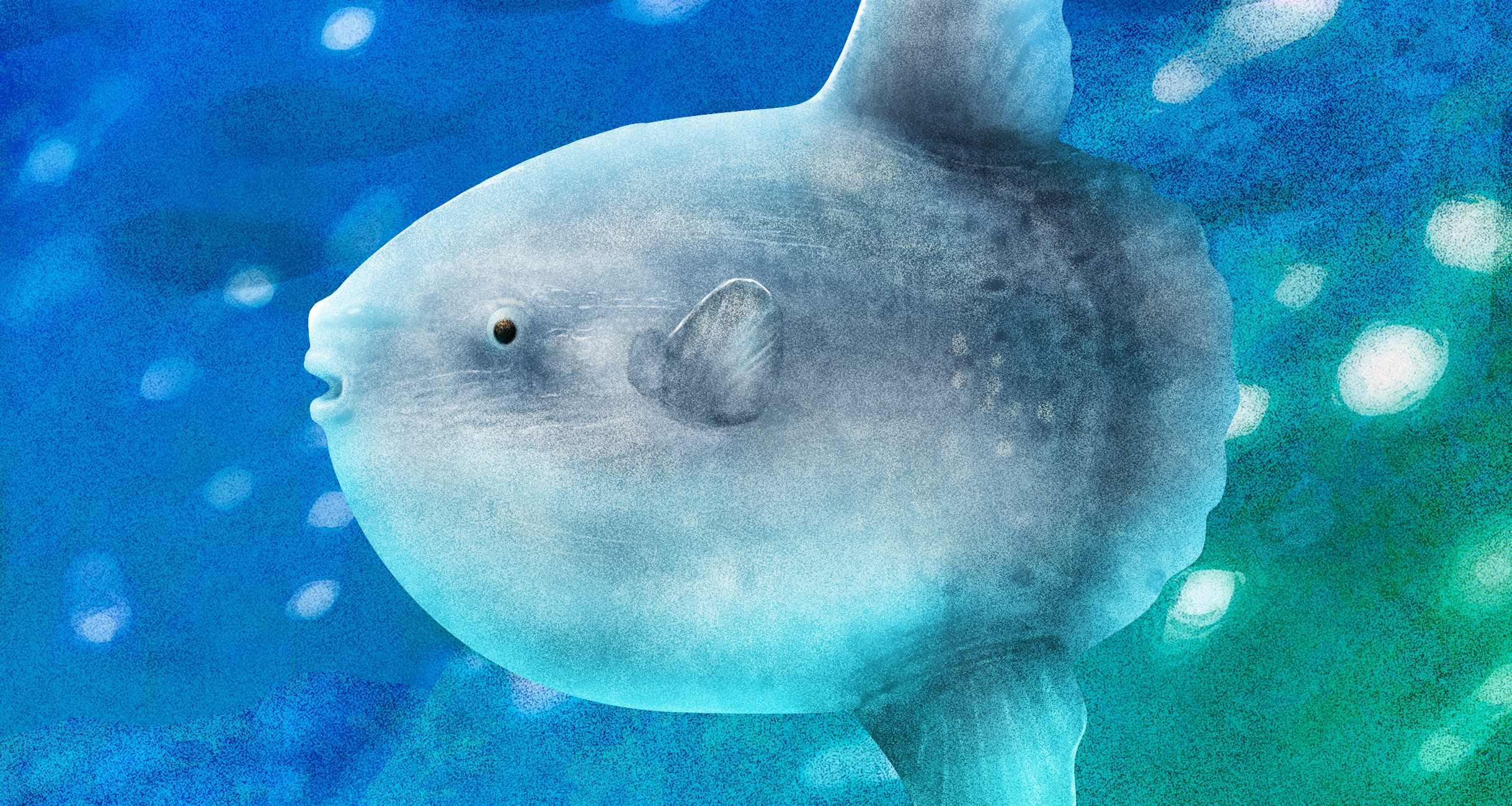 旨すぎて市場に出回らない魚｜怪魚の食卓⑥ 怪魚の食卓 【公式】dancyu (ダンチュウ)