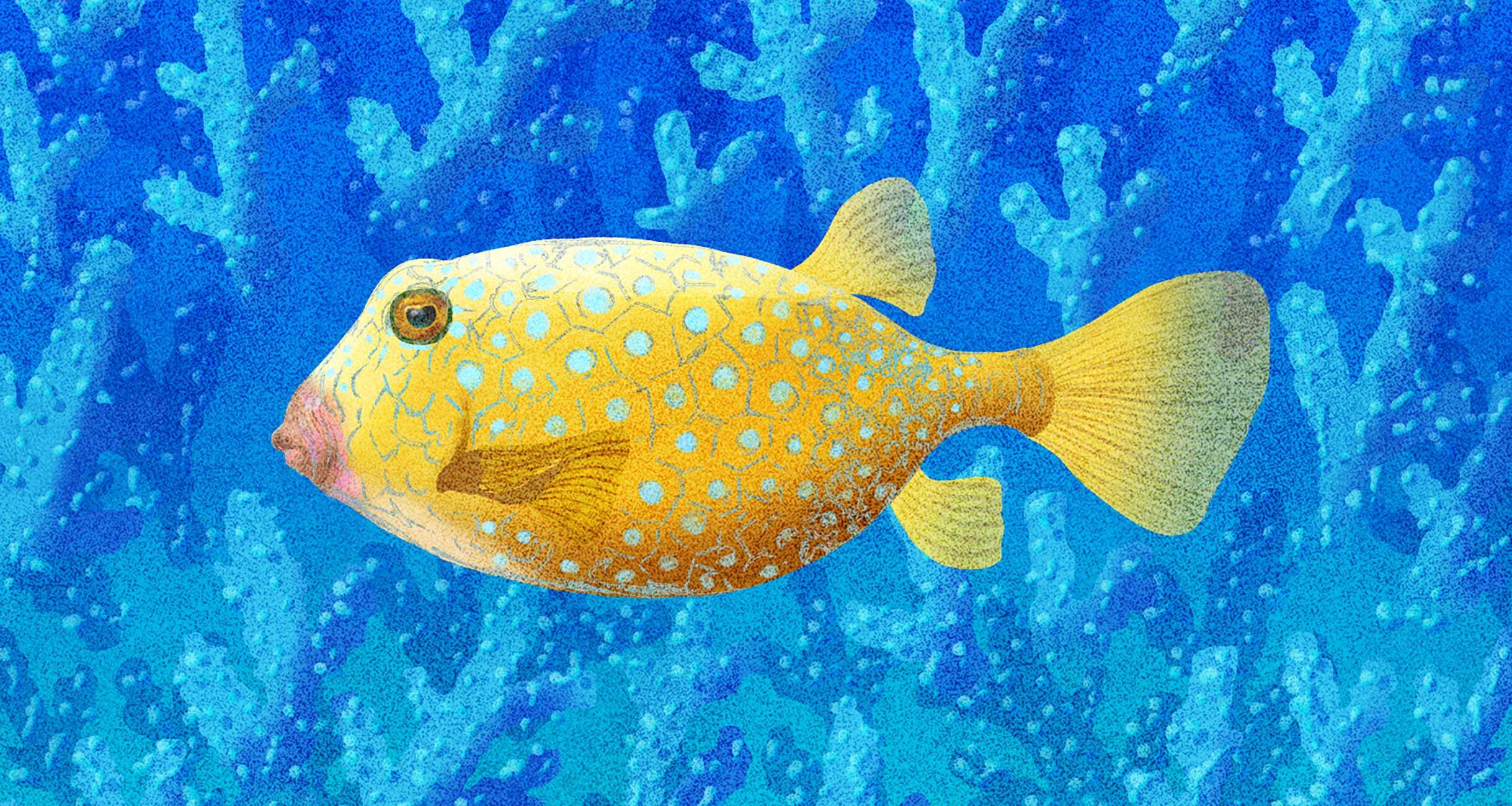 四角くて硬いまくらのような魚とは？｜怪魚の食卓⑬ 怪魚の食卓 【公式】dancyu (ダンチュウ)